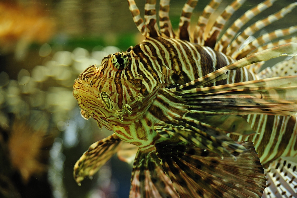 5405604476_03d1490ac7_b