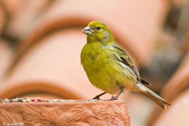 8633078314_9f7d79a50e_z