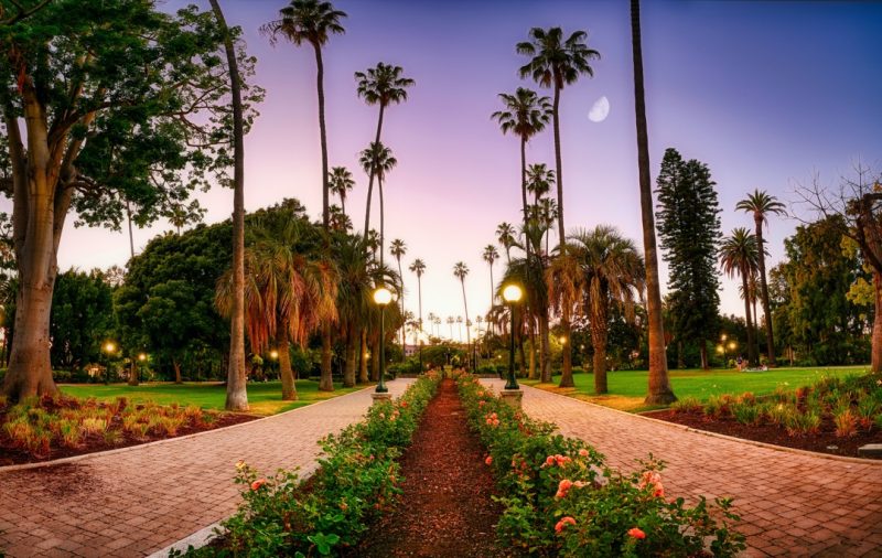 A beautiful palm tree lined walkway in a well manicured garden. 